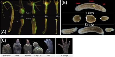 Evolution of Regeneration in Animals: A Tangled Story